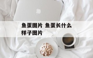 鱼蛋图片 鱼蛋长什么样子图片
