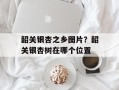 韶关银杏之乡图片？韶关银杏树在哪个位置
