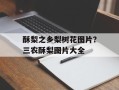 酥梨之乡梨树花图片？三农酥梨图片大全