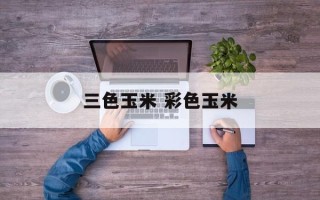 三色玉米 彩色玉米