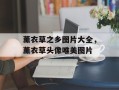 薰衣草之乡图片大全，薰衣草头像唯美图片