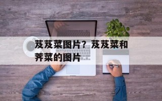 芨芨菜图片？芨芨菜和荠菜的图片