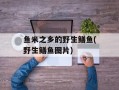 鱼米之乡的野生鳝鱼(野生鳝鱼图片)