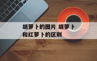 胡萝卜的图片 胡萝卜和红萝卜的区别