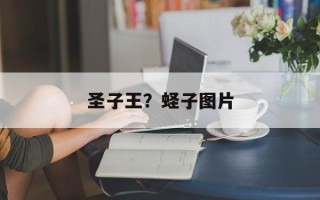 圣子王？蛏子图片