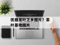 优雅茶叶之乡图片？茶叶基地图片