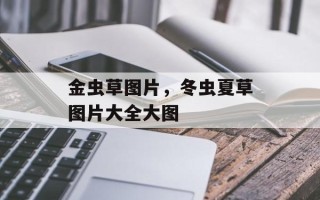 金虫草图片，冬虫夏草图片大全大图
