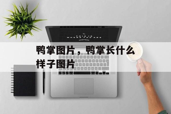 鸭掌图片，鸭掌长什么样子图片-第1张图片-