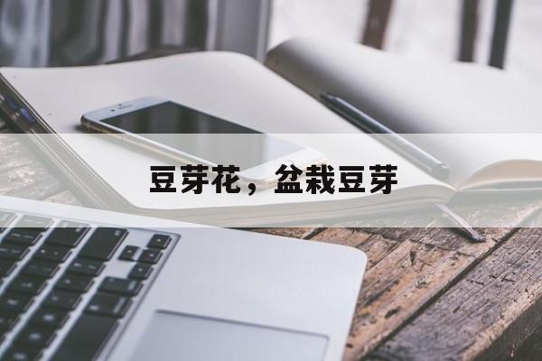 豆芽花，盆栽豆芽-第1张图片-