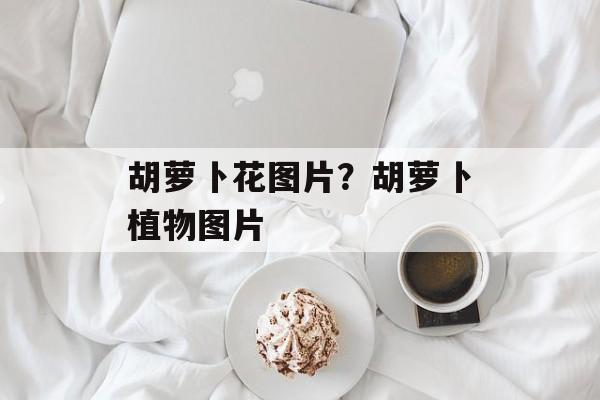胡萝卜花图片？胡萝卜植物图片-第1张图片-
