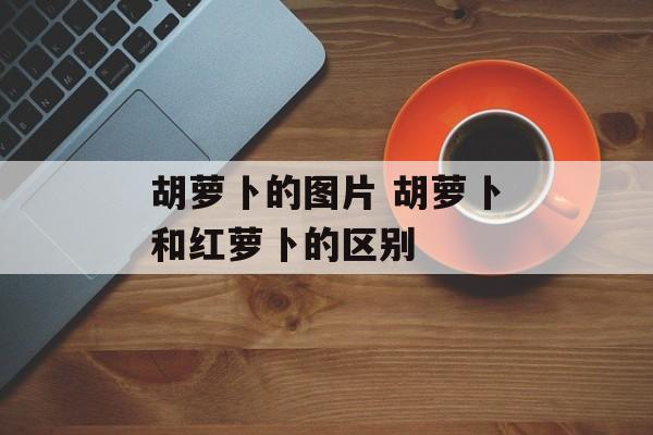 胡萝卜的图片 胡萝卜和红萝卜的区别-第1张图片-
